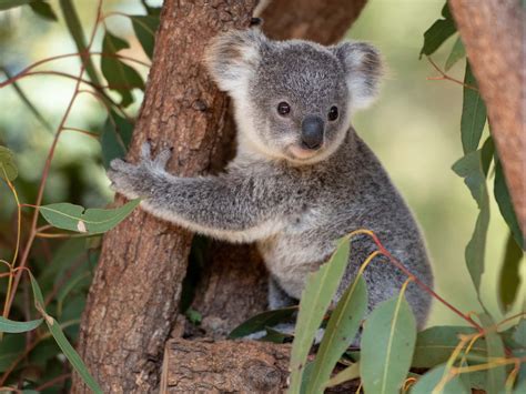 How Long Does It Take to Get a Package from Australia? And Why Do Koalas Always Look Like They’re Judging Your Life Choices?